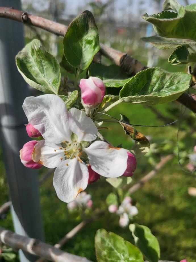 당진시, 사과 적과제 안전한 사용과 주의 당부 이미지