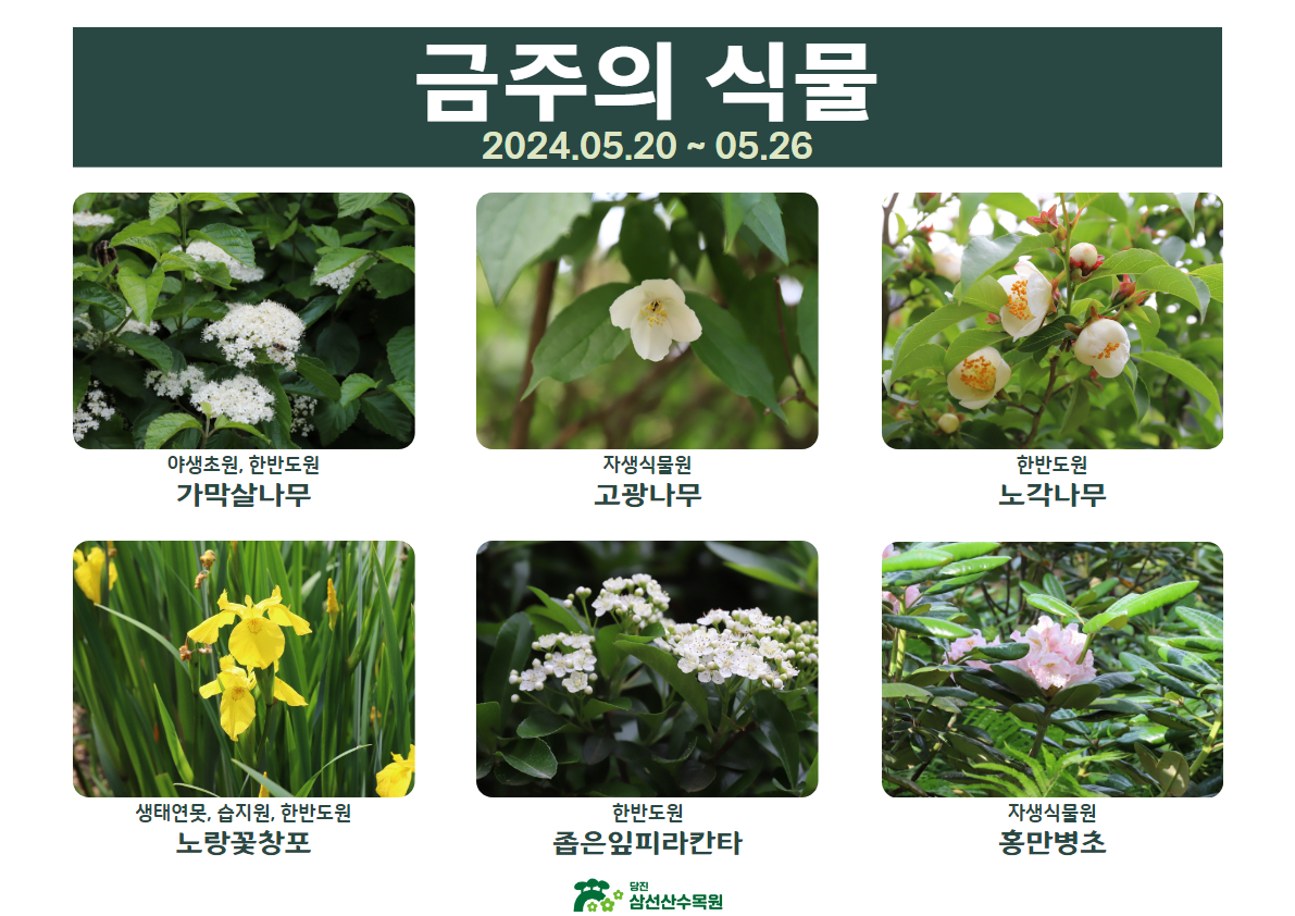 5월의 식물(2024.05.20.~05.26.)