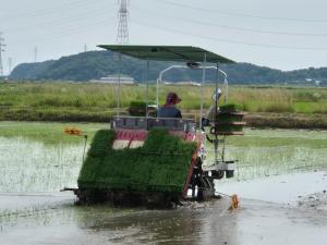 당진시, 가루쌀 생산단지 지원사업 추진