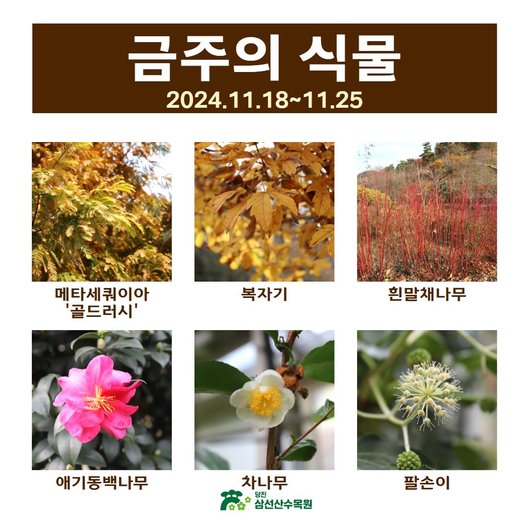 금주의식물(202411.18.~11.25.)