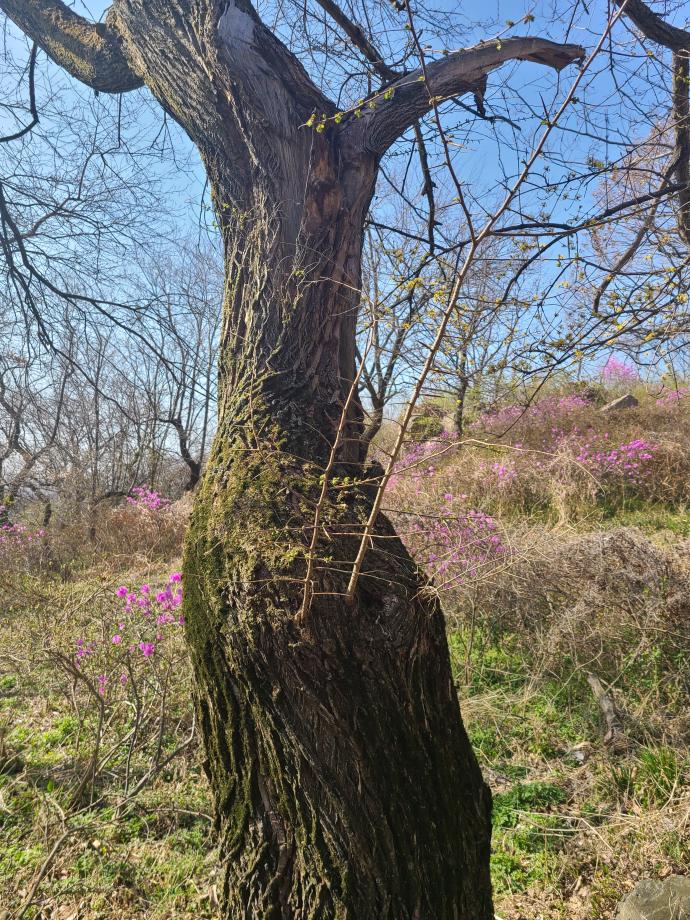 ‘당진 몽산성 시무나무 군락지’국가산림문화자산 지정 이미지