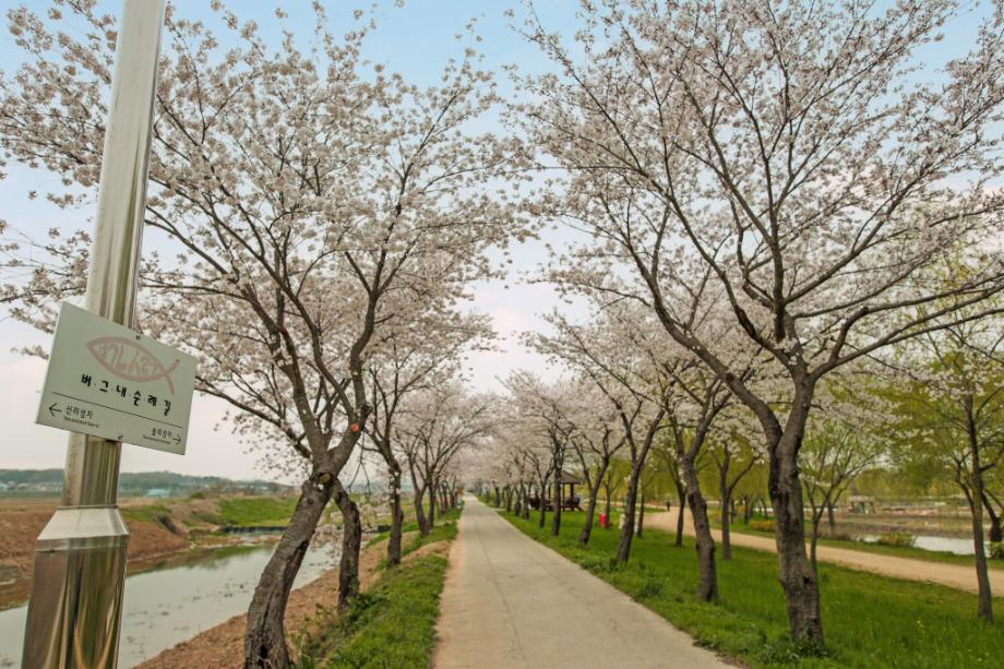 당진시, 문화유산이 있는 곳으로 ‘꽃캉스’하러오세요 이미지