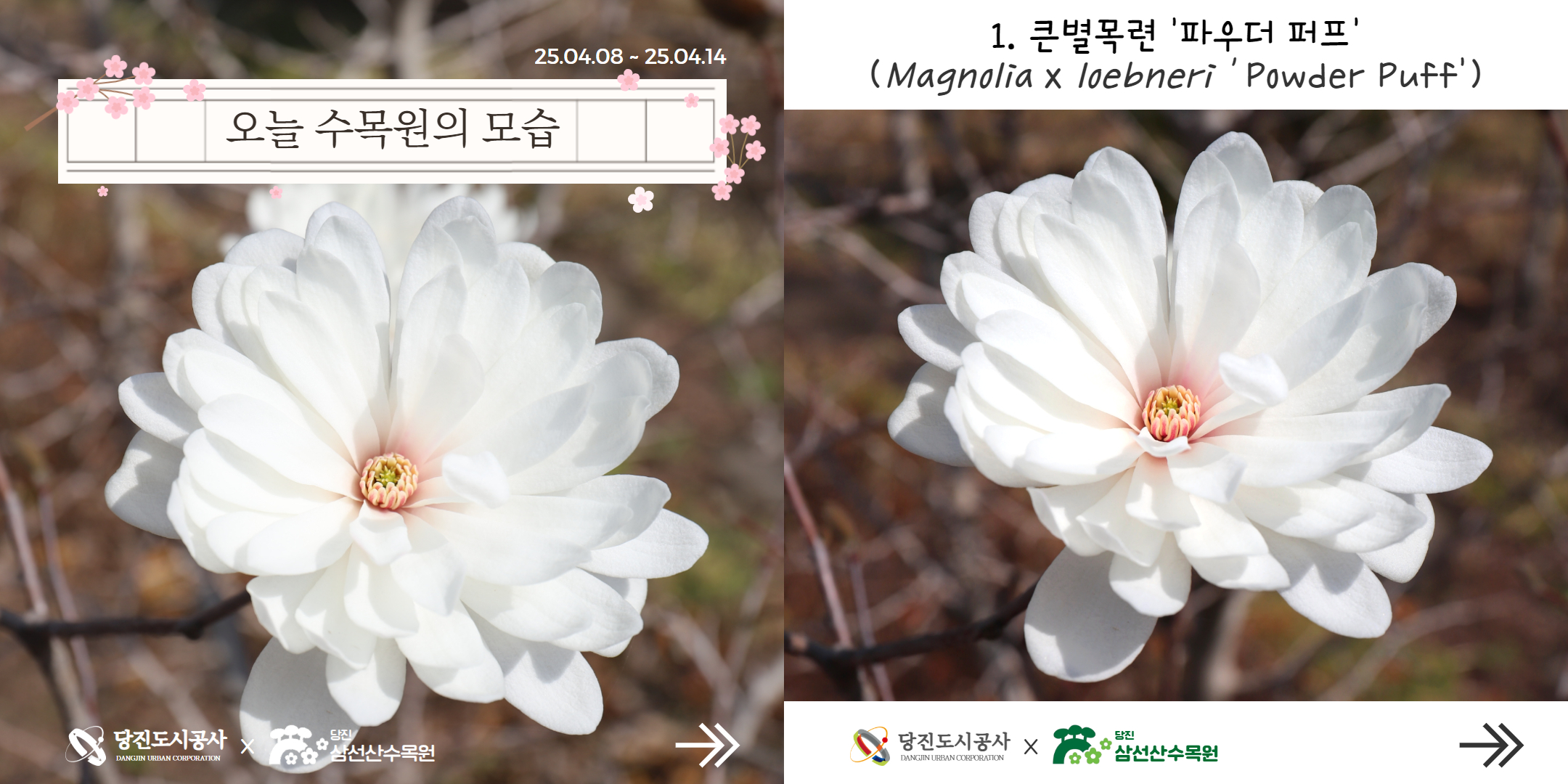 삼선산수목원 식물여행(4월2주)