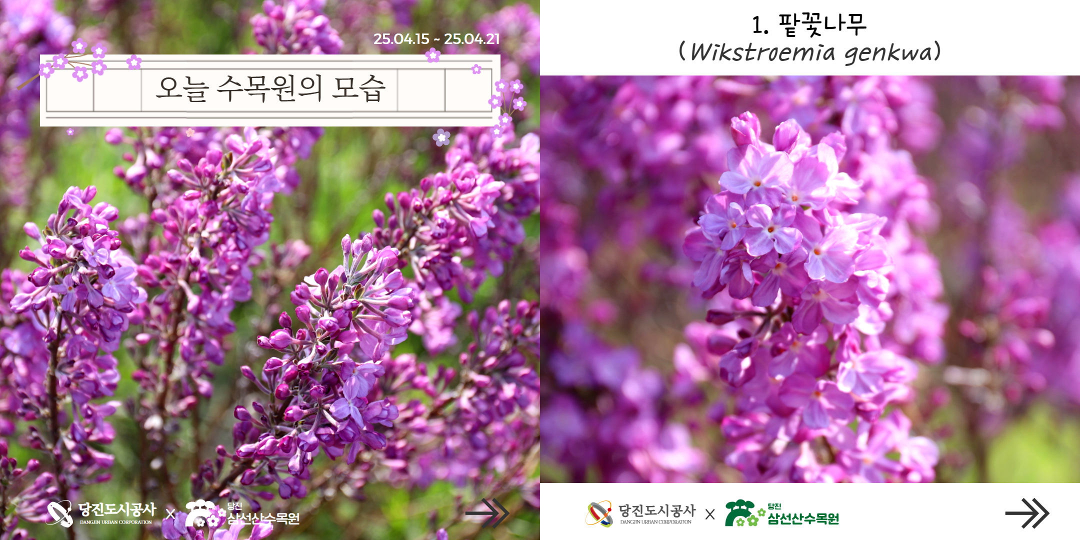삼선산수목원 식물여행(4월3주)