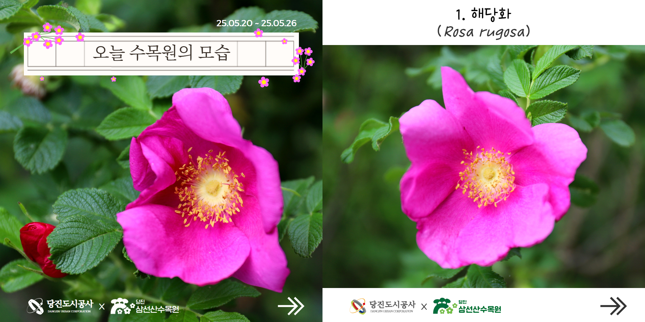 식물여행(5월4주)