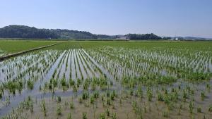 당진시, 대규모 벼 건답직파 재배 성공!! 6만여평 추진 입모 양호, 노동력‧경영비 획기적 절감 기대