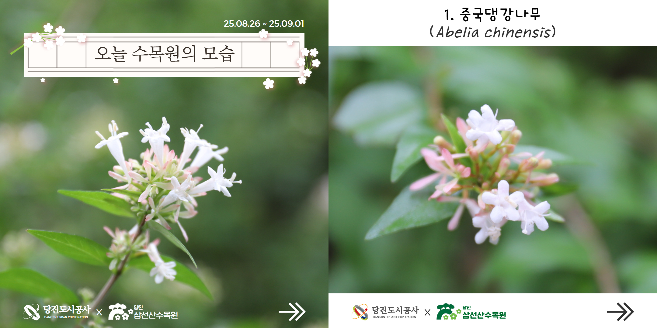 8월5주(식물여행)
