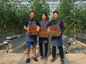 당진 스마트팜사관학교, 방울토마토‘첫 수확’시작