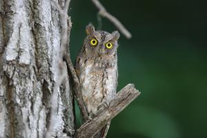 당진시, 천연기념물 조수류 보호 및 구조 활동 활발