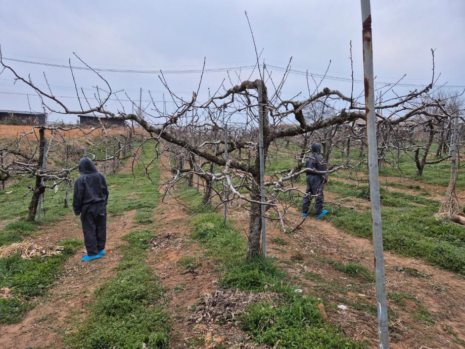 당진시, 과수화상병 전염원 예방 예찰 실시 이미지