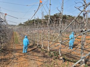 당진시, 과수화상병 전염원 사전예방 예찰 실시