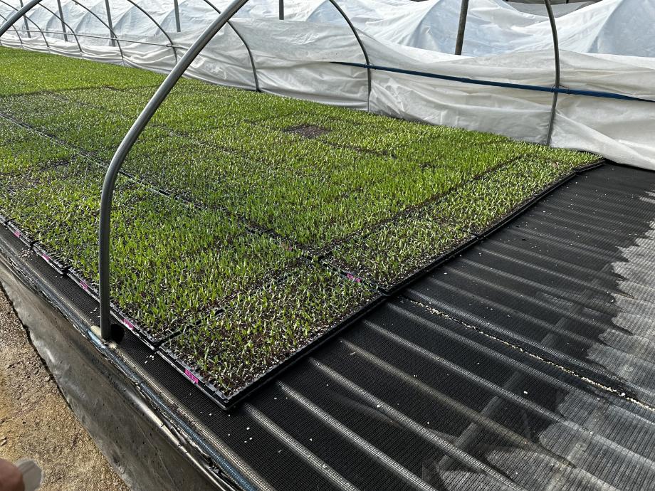 당진시, 고추 육묘기 냉해·과습 피해 예방 당부 이미지