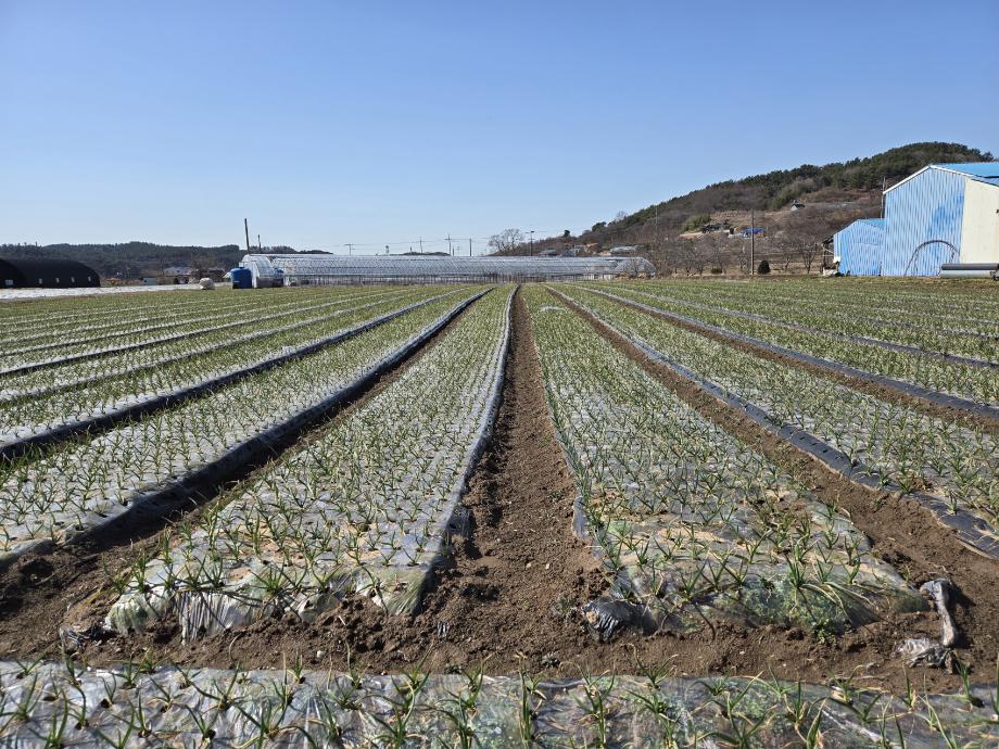 당진시, 마늘 월동 후 관리 및 병해충 방제 대응 당부 이미지