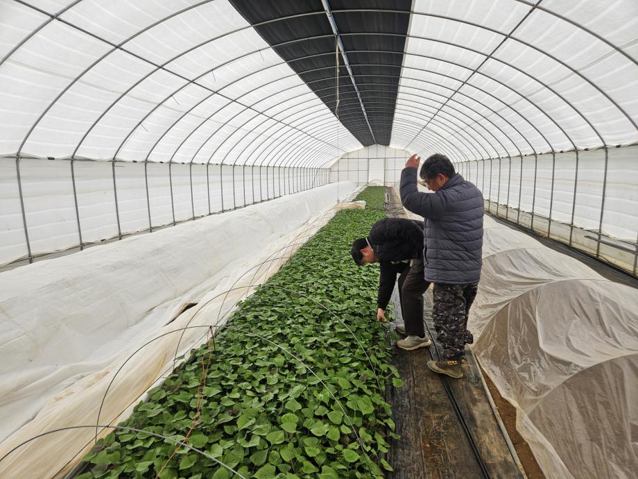 당진시, 명품 호풍미 생산을 위한 육묘기술 보급 이미지