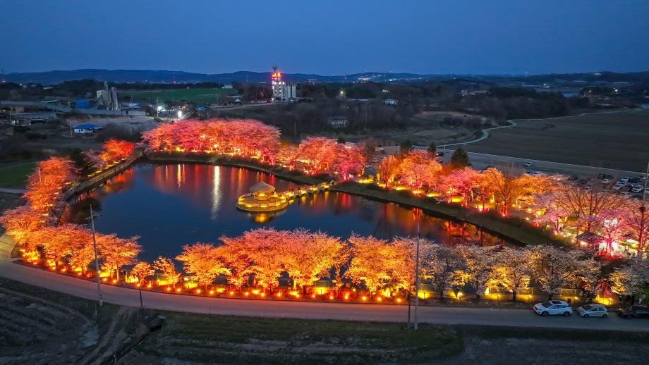 당진시, ‘하트 모양 골정지’ 벚꽃 명소로 인기 이미지