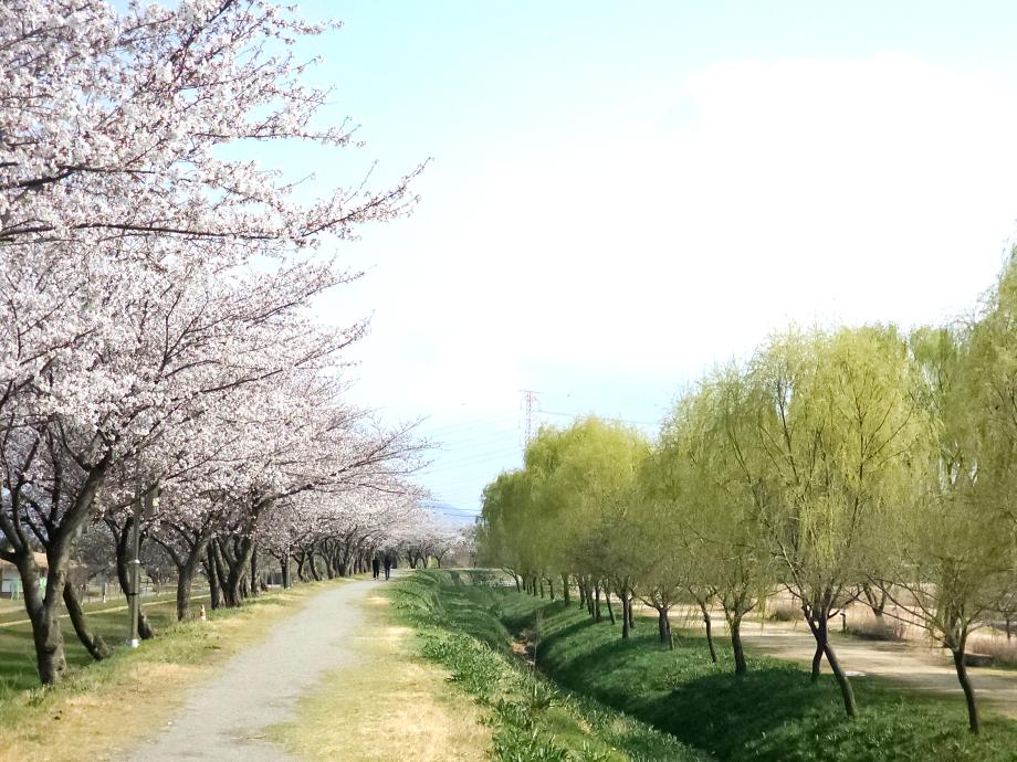 당진 합덕제, 벚꽃과 버드나무가 어우러진 봄꽃의 향연 이미지
