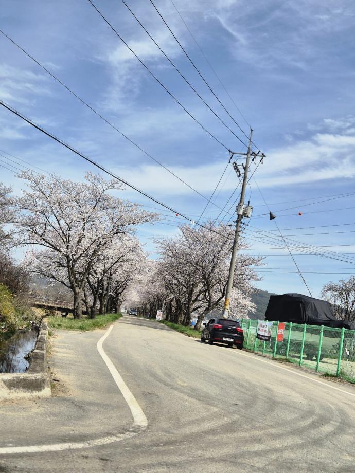 당진시, 제17회 정미면 벚꽃축제 성료 이미지