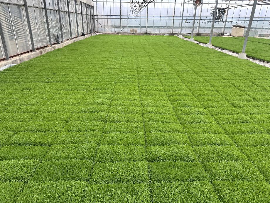 당진시, 벼 파종기 육묘 관리 주의 당부 이미지