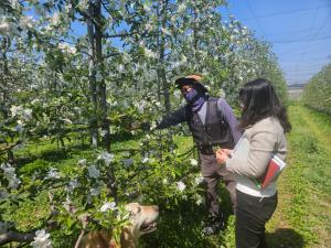 당진시, 사과 적과제 안전 사용 주의 당부
