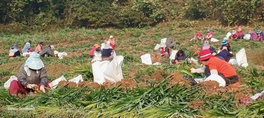 당진시, 공공형 계절근로자 사업 본격적 추진 이미지