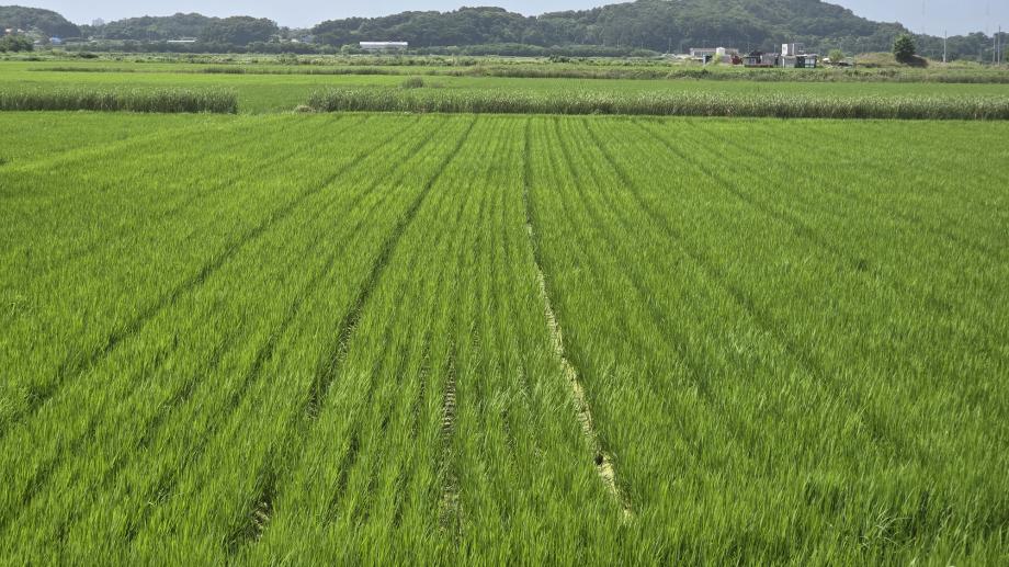 당진시, 노동력 줄이는 ‘건답직파 재배’ 주목
