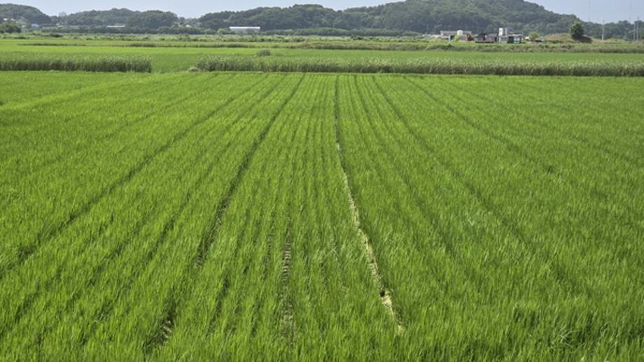 “못자리 없는 벼농사”.. 노동력 줄이는 ‘건답직파 재배’ 주목 이미지