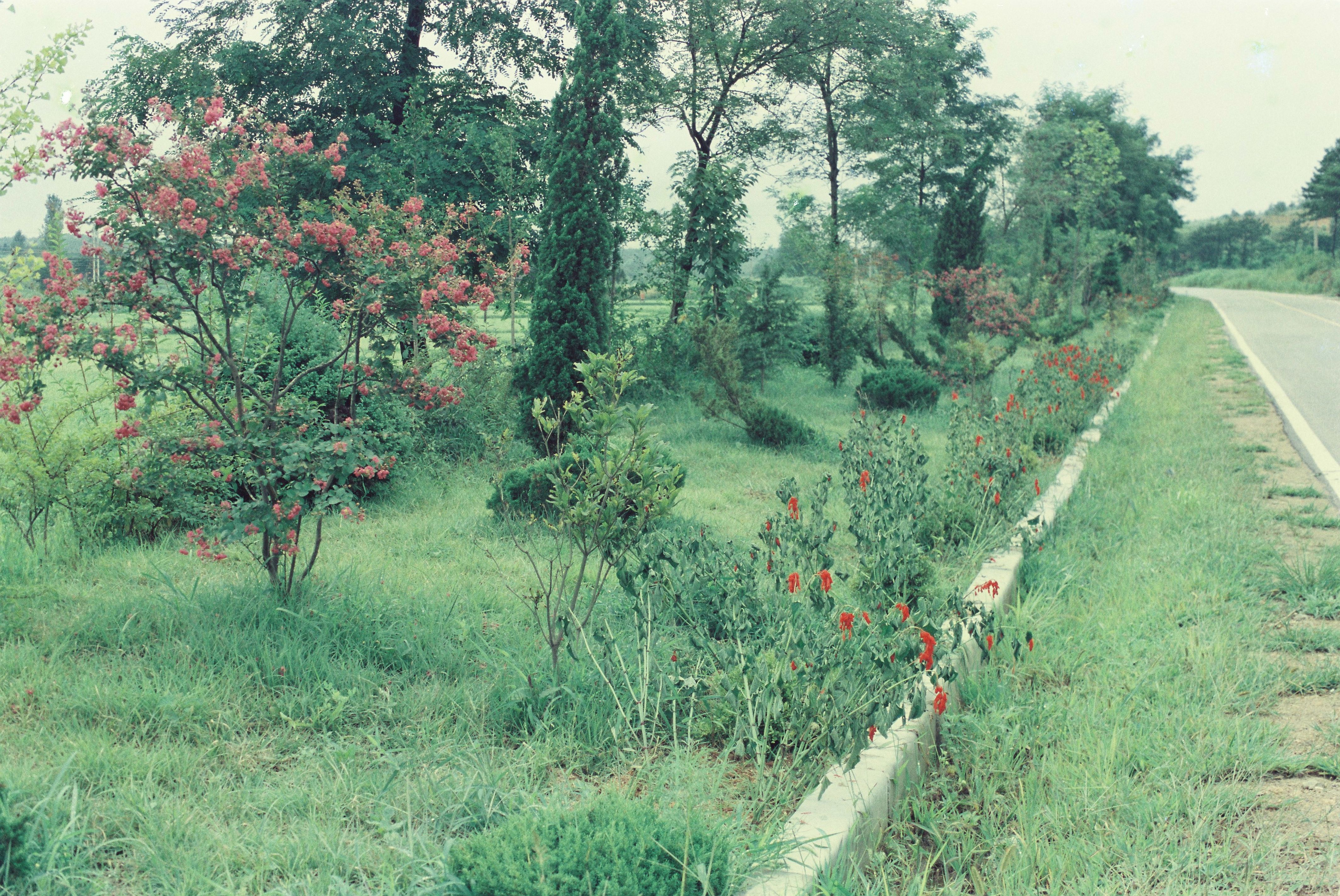 사진자료(1980년대)/1983/꽃동산 1/