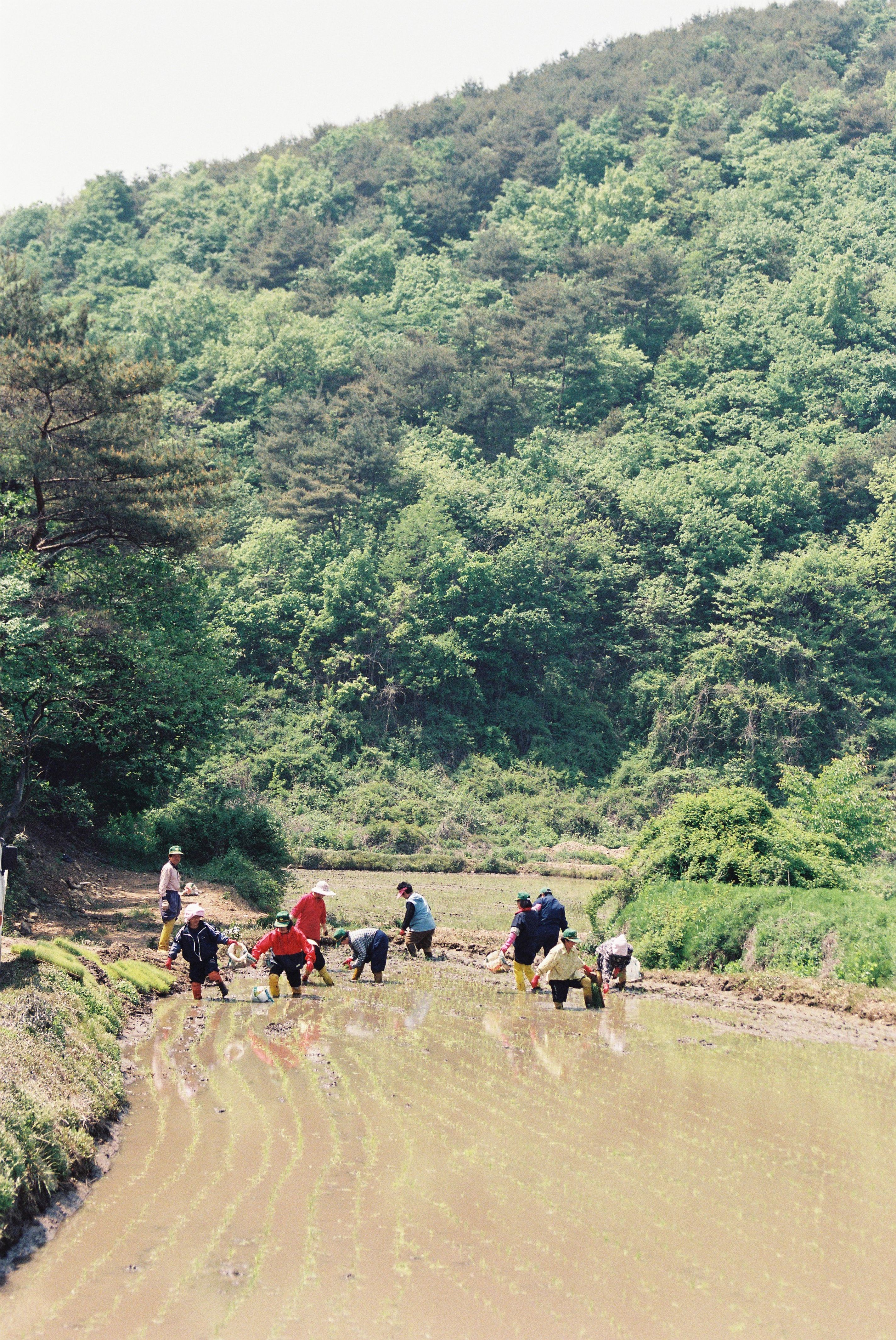 사진자료(1990년대)/1999/새마을 남녀 지도자 휴경지 모내기 1/