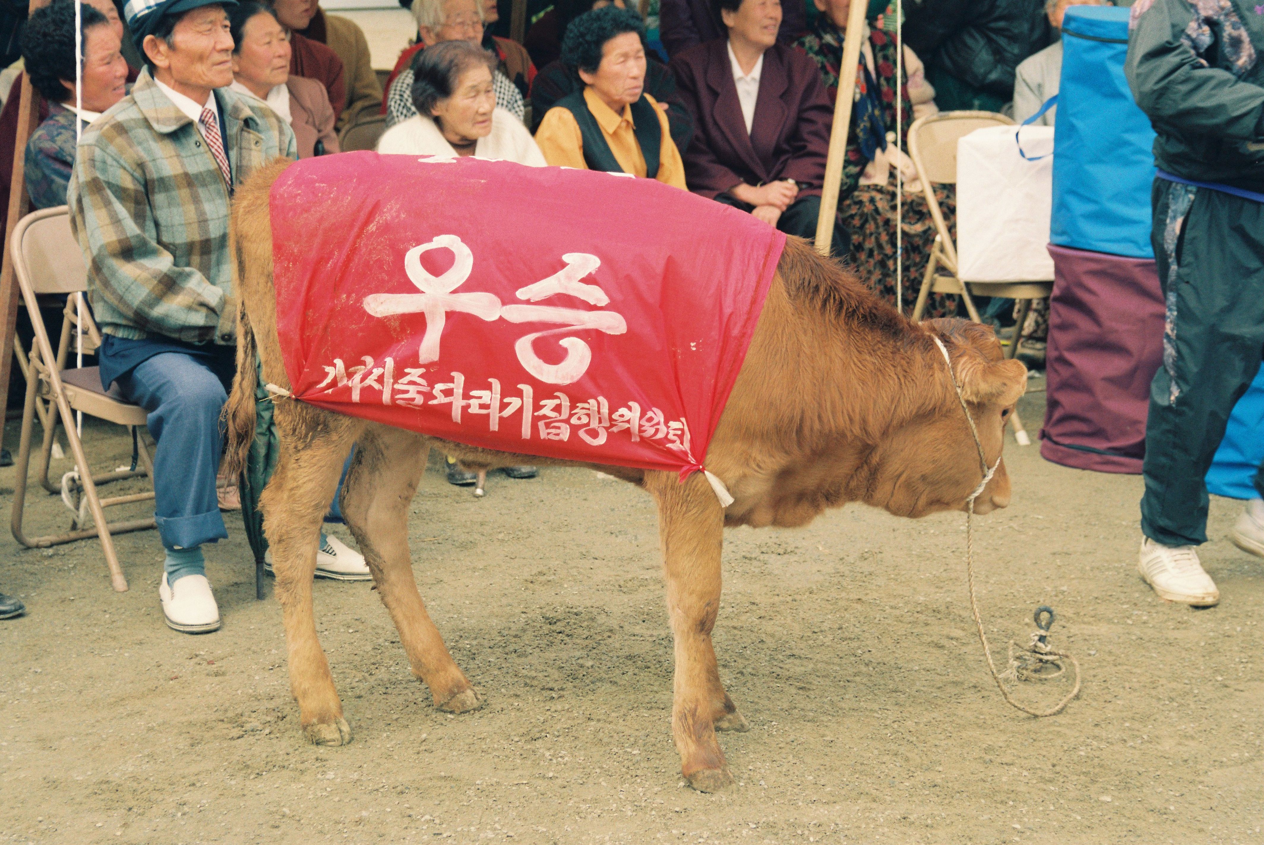 사진자료(1990년대)/1995/중요무형문화재 제75호 기지시줄다리기대회 0/