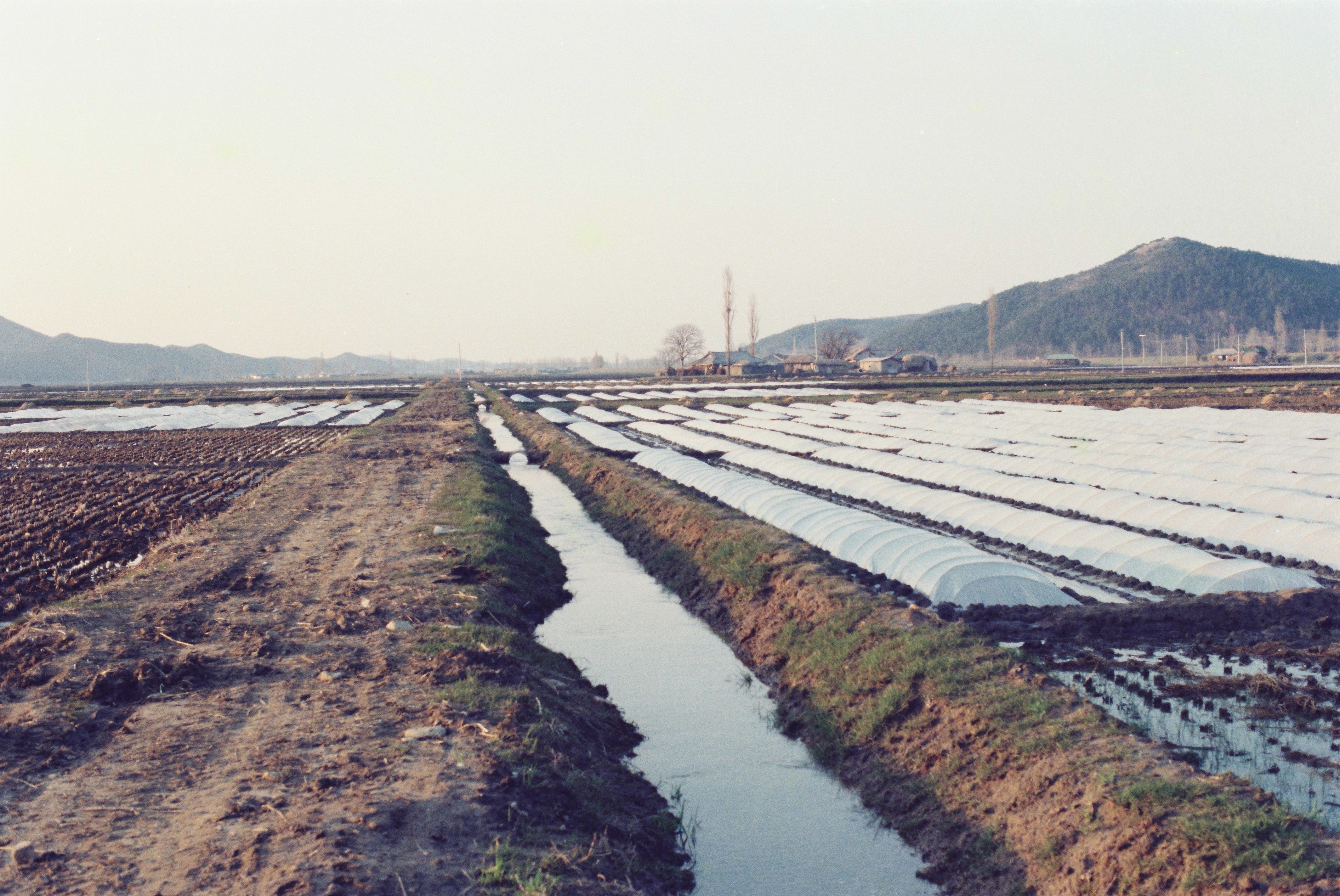 사진자료(1990년대)/1998/비닐 하우스 0/