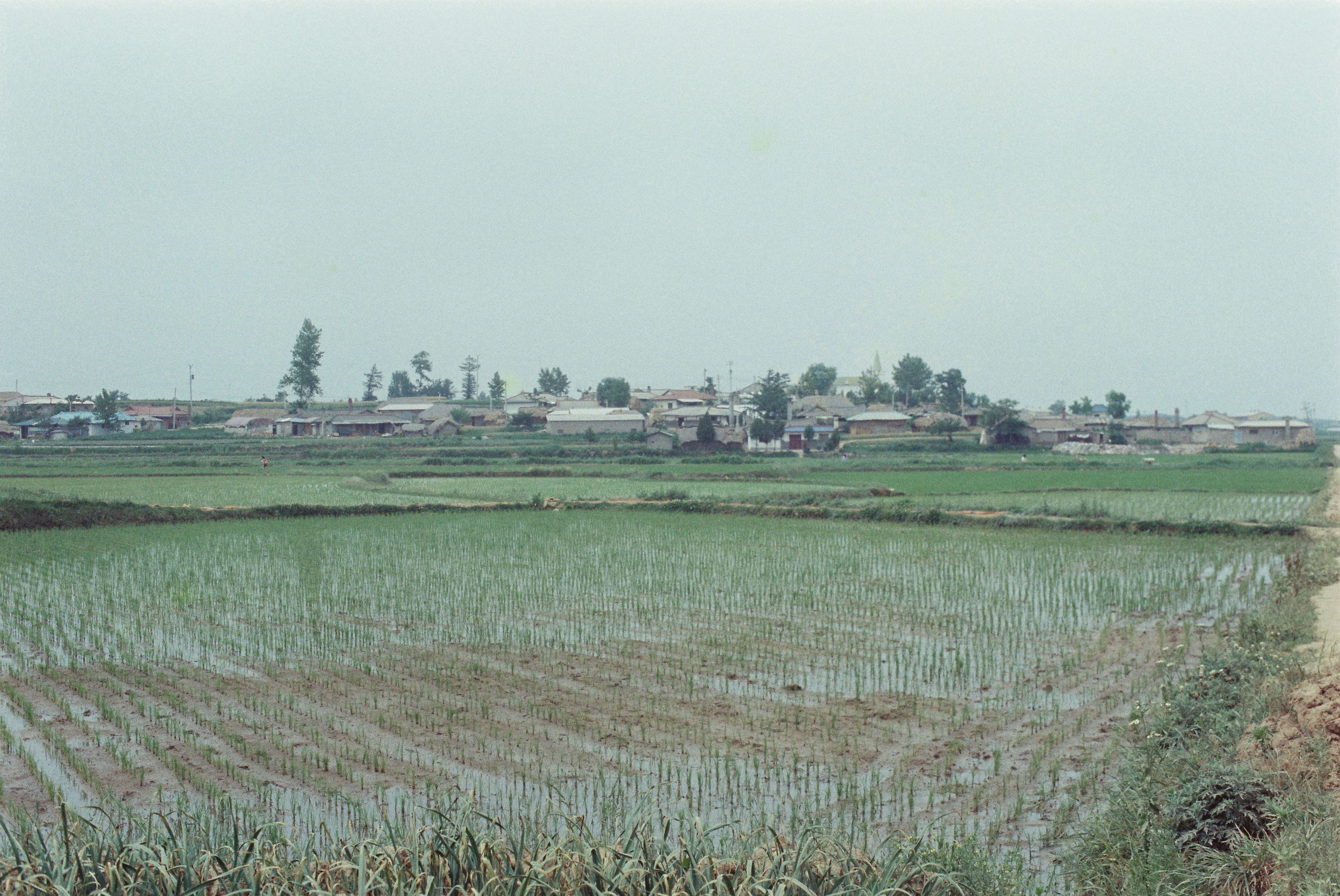 사진자료(1990년대)/1998/전통 가꾸기, 고란초 초락도 6. 17 0/