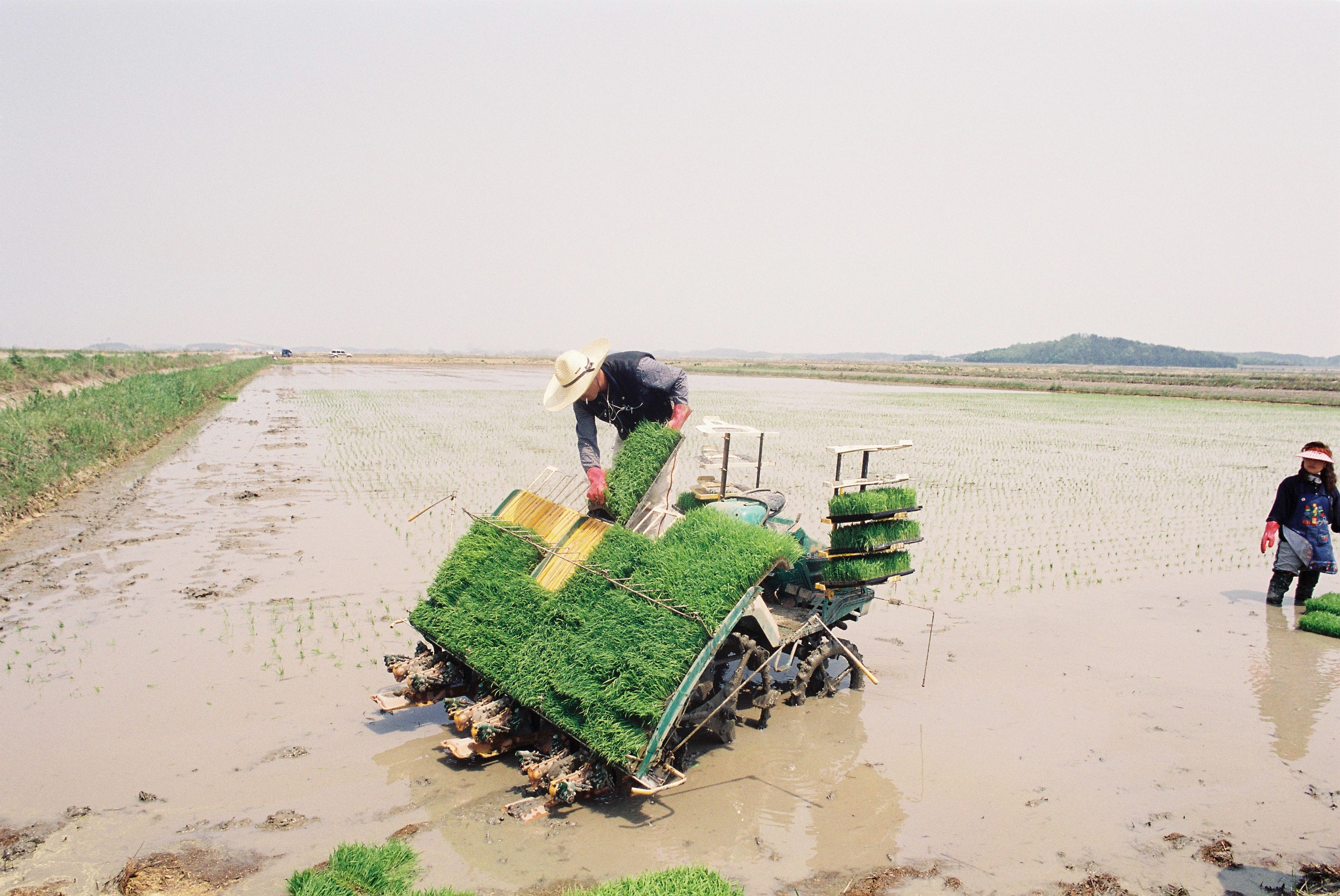 사진자료(2000년대)/2003/모내기 0/