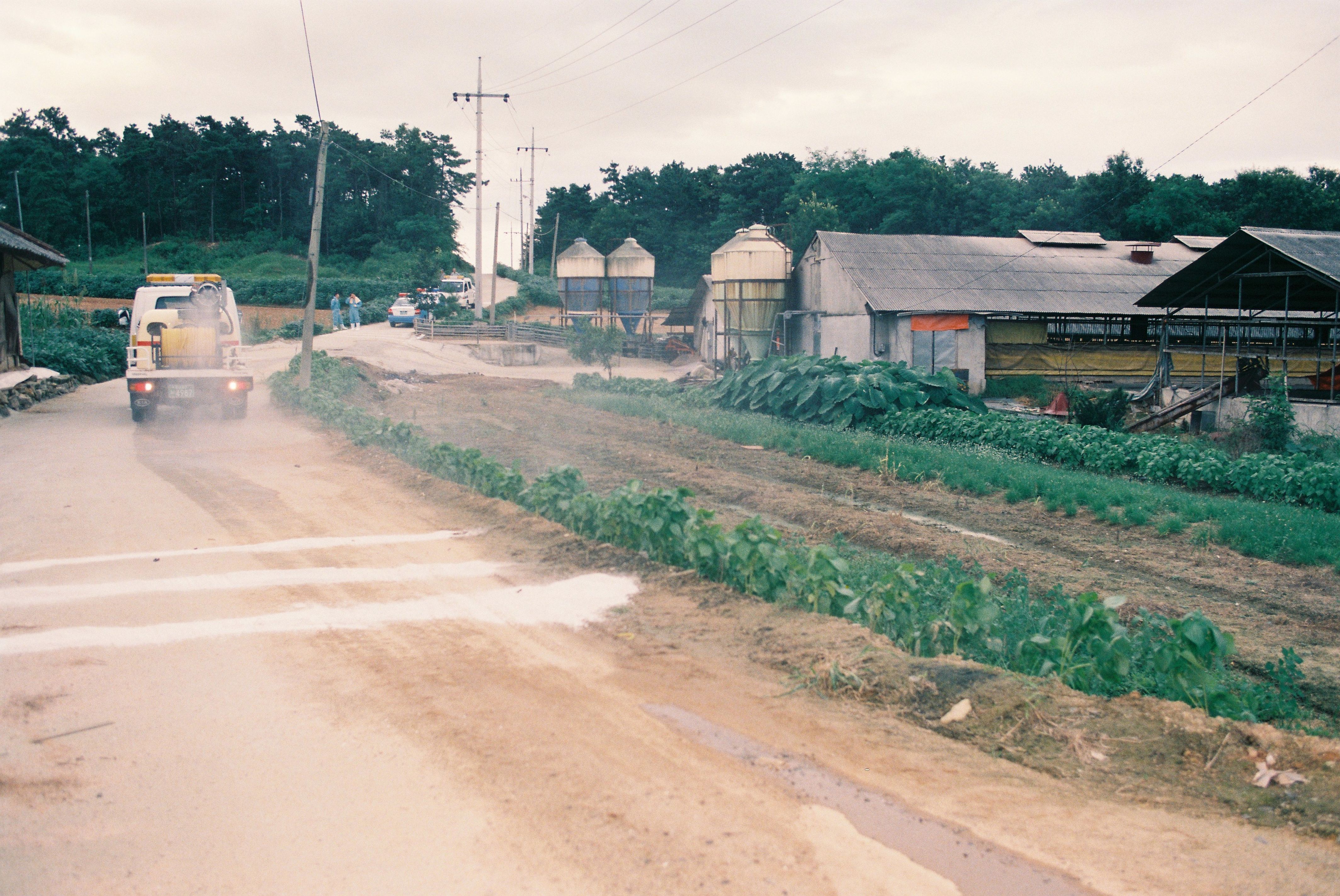 사진자료(2000년대)/2003/돼지 콜레라 발생 2/