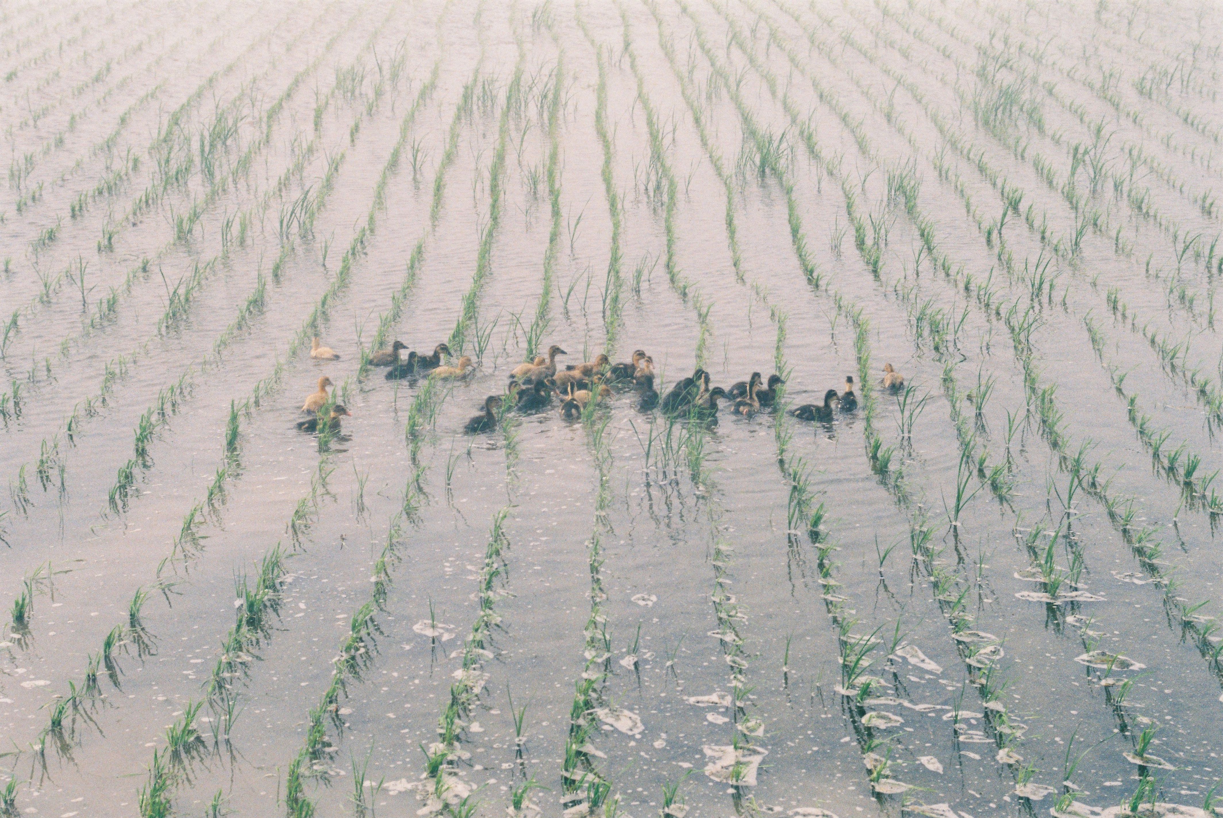 사진자료(2000년대)/2002/대호 오리농군 진수식1 2/