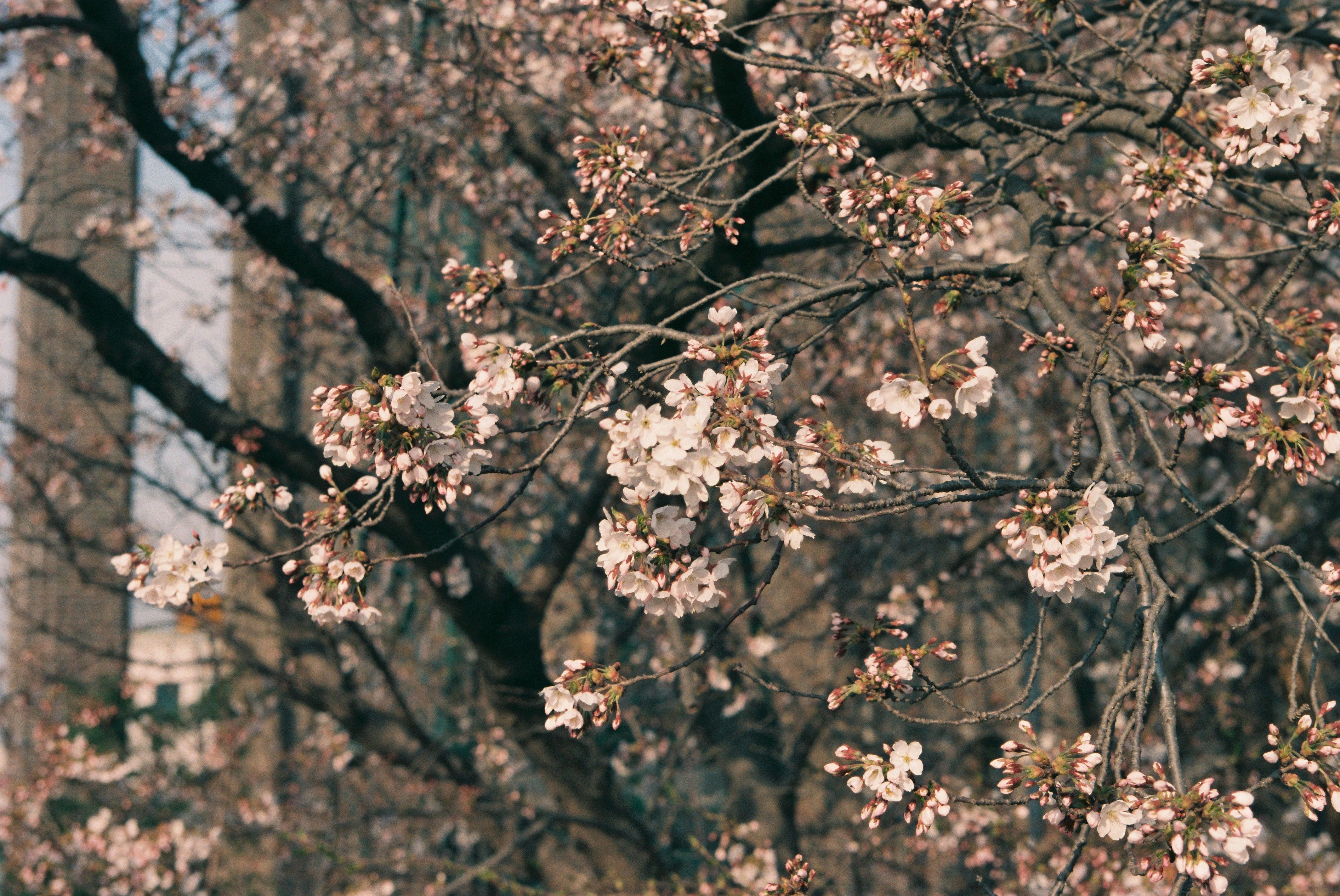 사진자료(연도미상)/연도미상/통수식(순성), 가정복지계(묘지재례)4, 석문간척지 보상 심의회 4. 4, 공무원 직무교육 0/