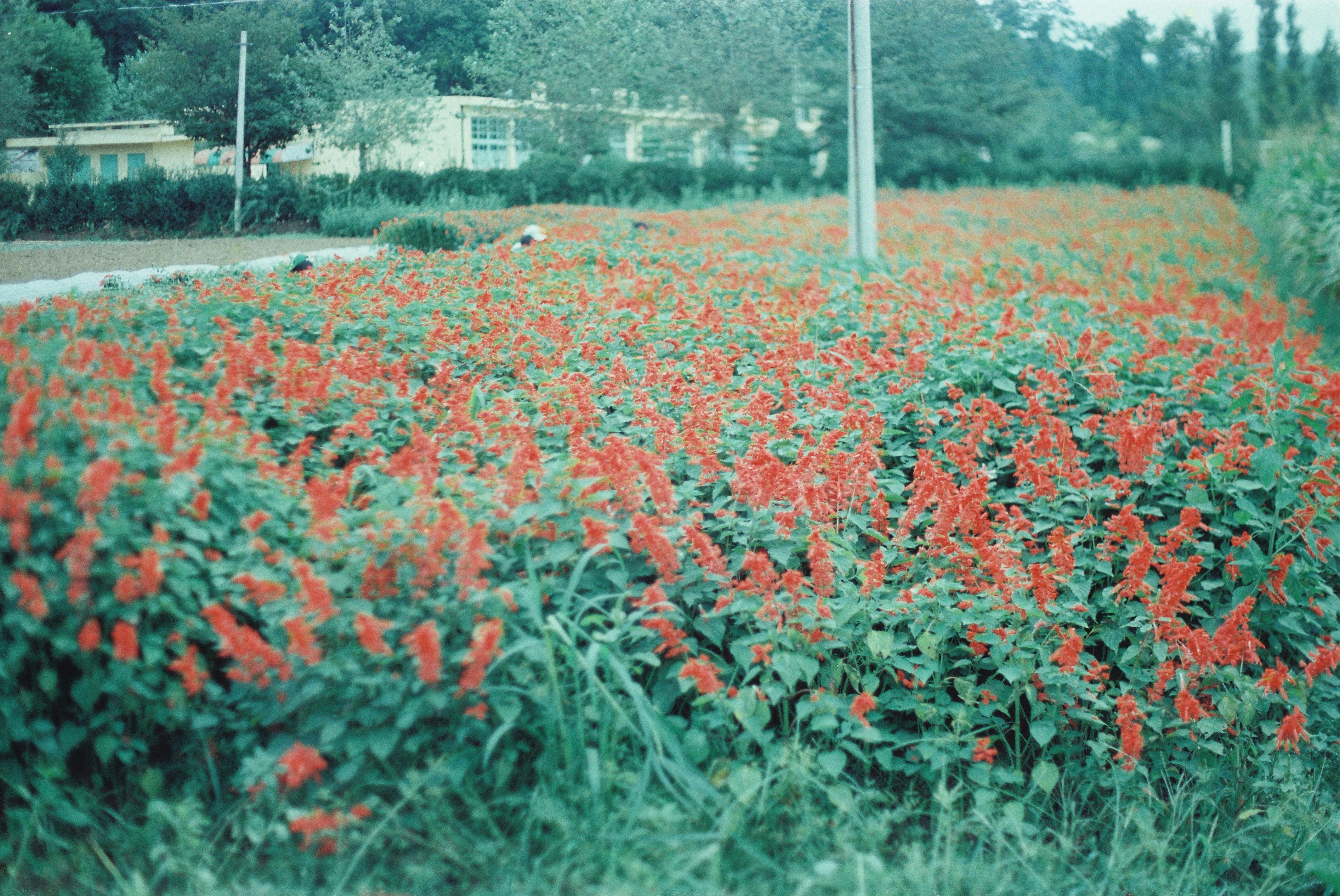 사진자료(연도미상)/연도미상/꽃동산 0/