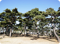 Official tree Pine
