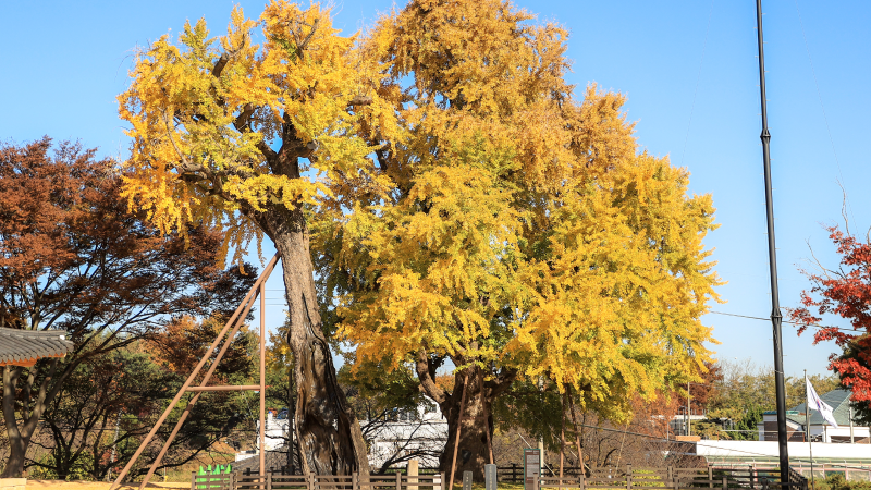 1,100 year old ginkgo tree