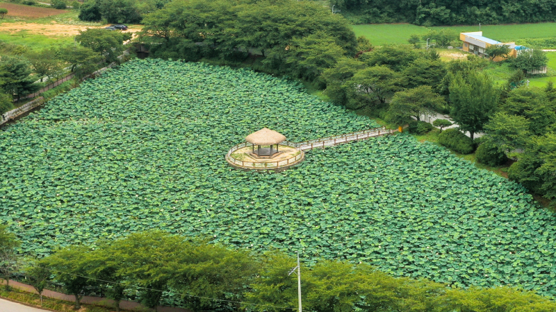 骨井池の夏