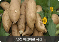 면천 아삽야콘 사진