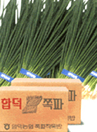 쪽파