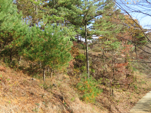 증식온실 뒤 산책로