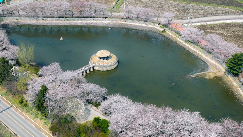 골정지의 봄 사진