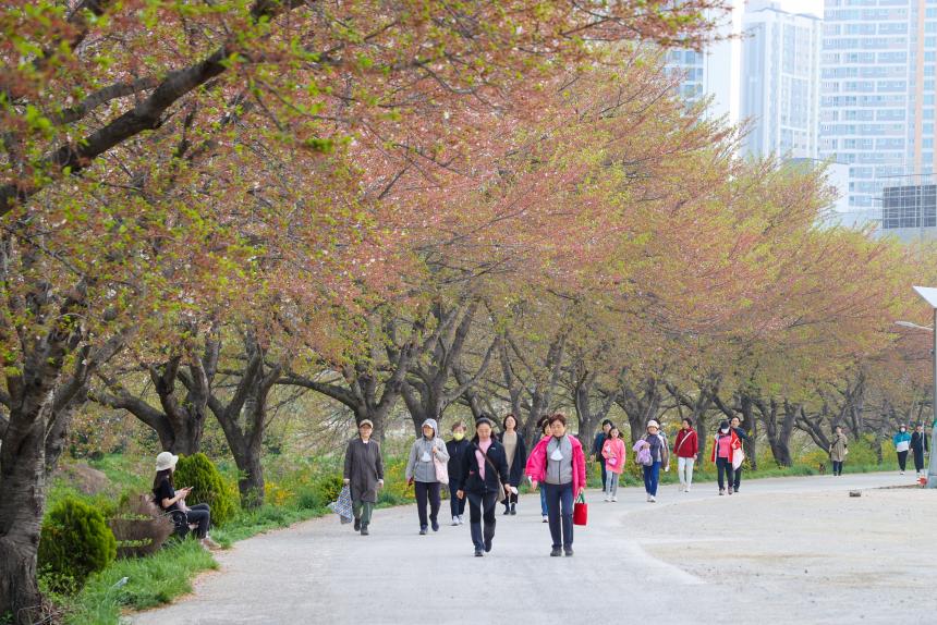 230415_2023 지구의날 기념 당진천 벚꽃길 걷기 (5).JPG