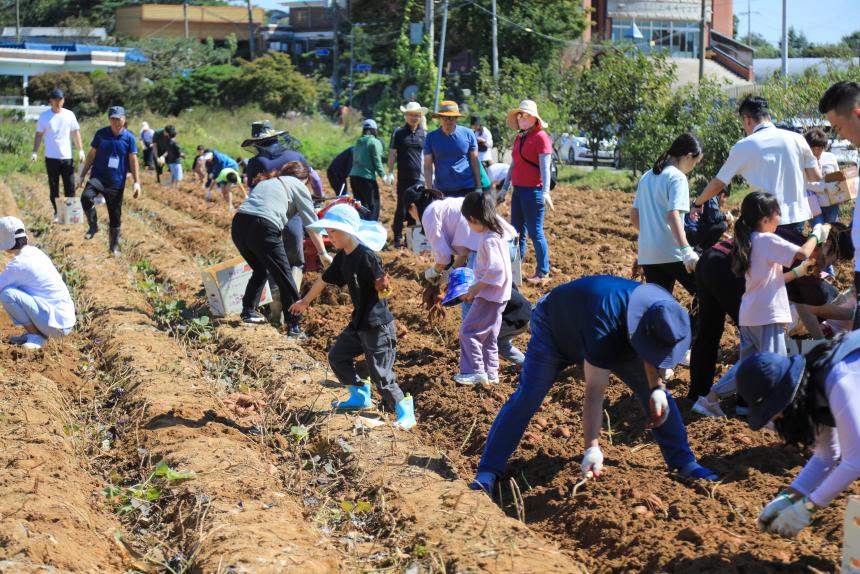 231002_2023 당진해나루 황토고구마 홍보판촉행사 (3).JPG