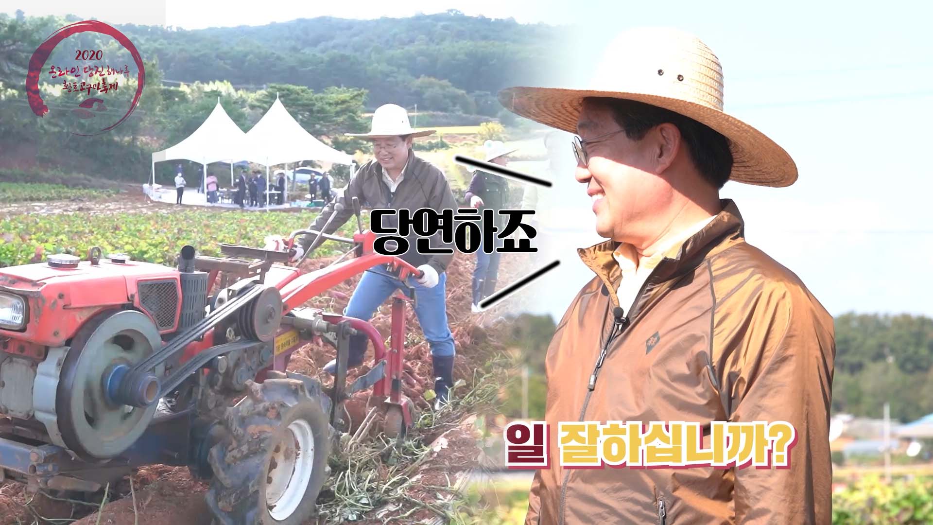 황토고구마 직접 캐봤습니다