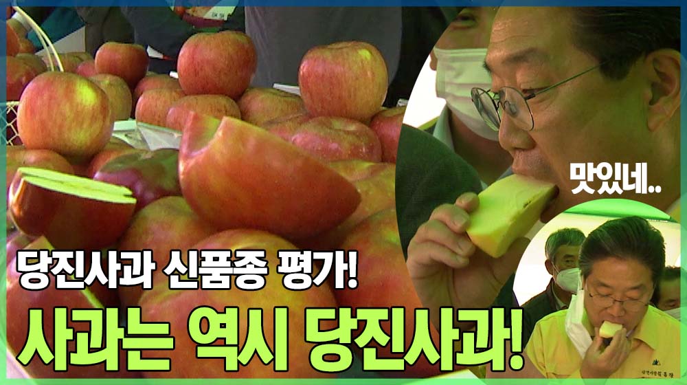 당진 해나루 사과 신품종 평가회
