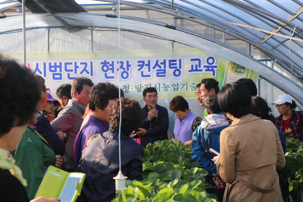 당진시, 최고품질 탑과채 딸기생산 교육 실시 이미지