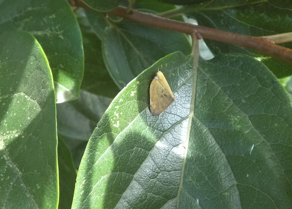 당진시, 갈색날개매미충 방제 적기는 ‘ 6월 초’ 이미지