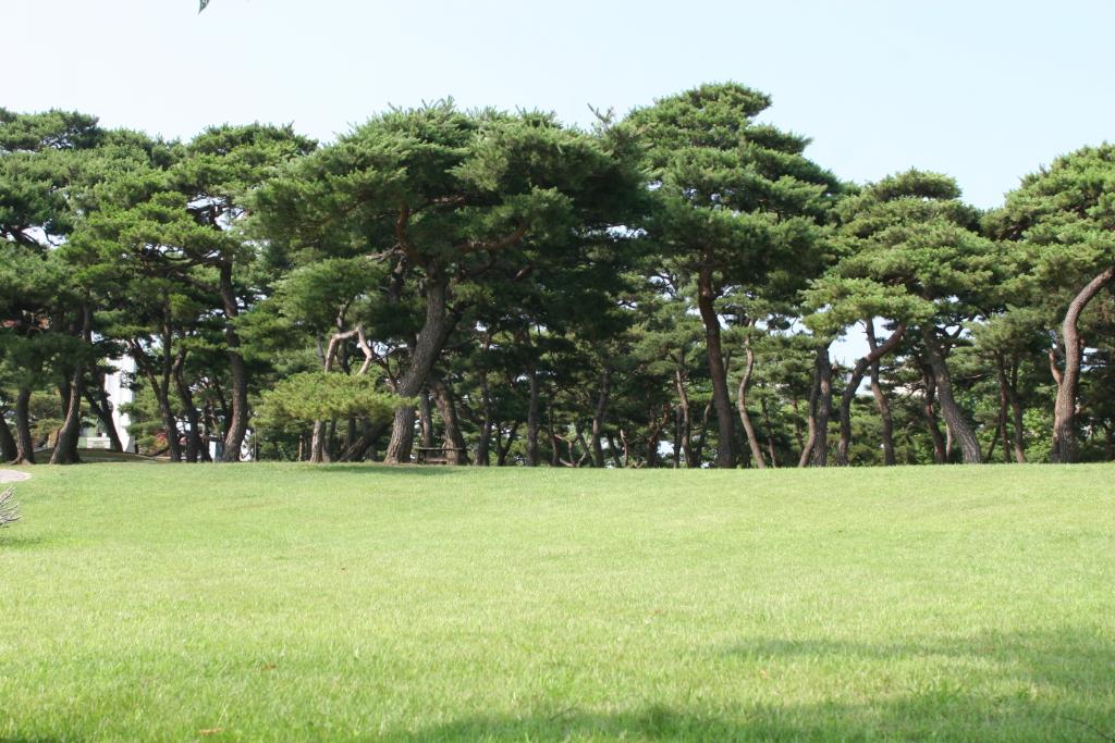 당진시, 보호수․아름다운 나무 보존 총력 이미지